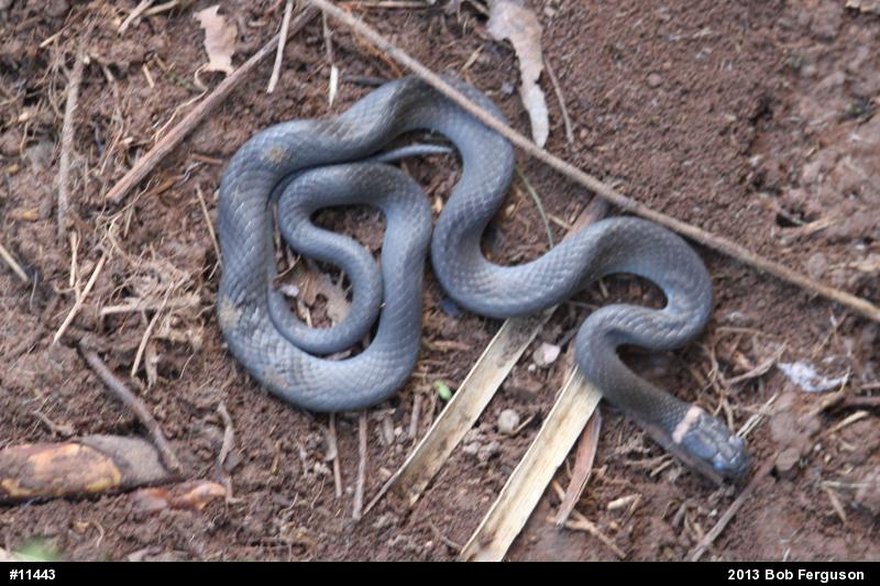 Northern Ring-necked Snake