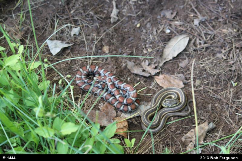 Eastern Milksnake