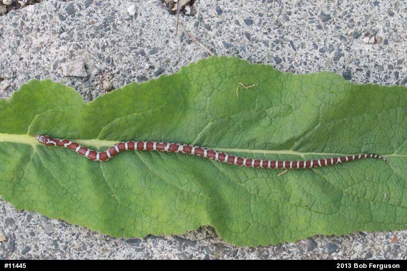 Eastern Milksnake