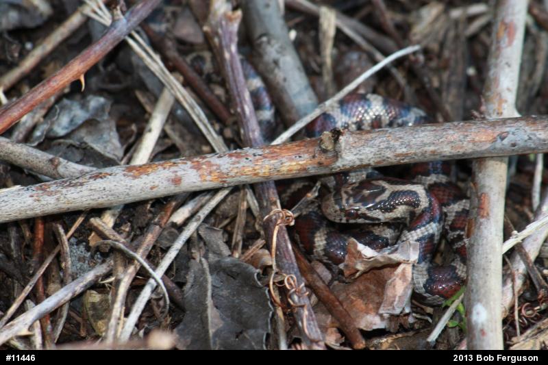 Eastern Milksnake