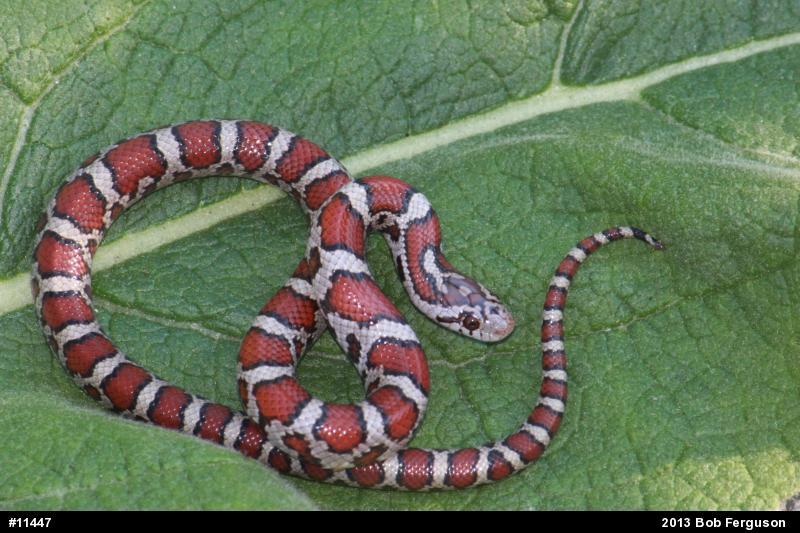 Eastern Milksnake