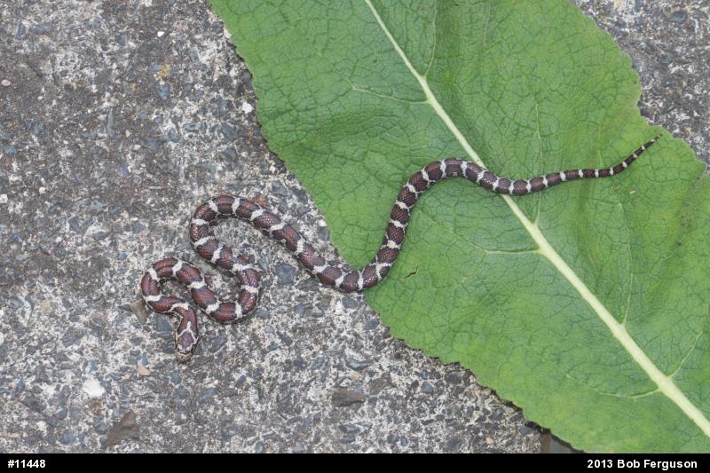 Eastern Milksnake