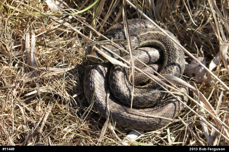 Eastern Gartersnake