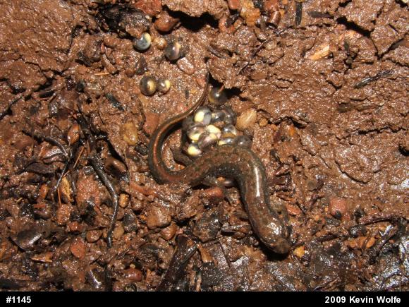 Northern Dusky Salamander