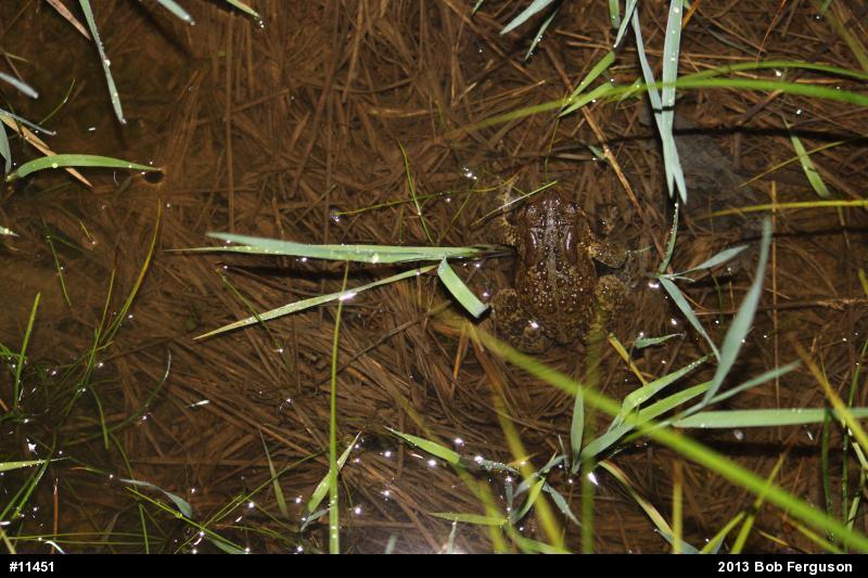 Eastern American Toad