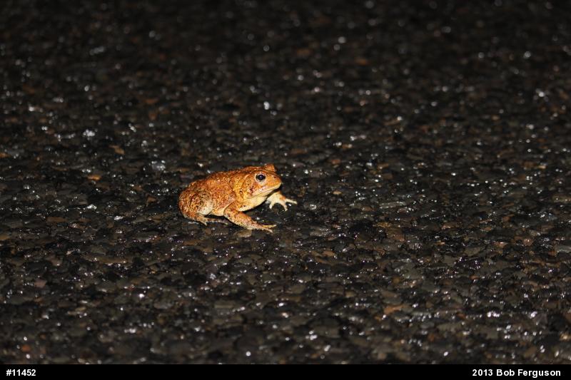 Eastern American Toad