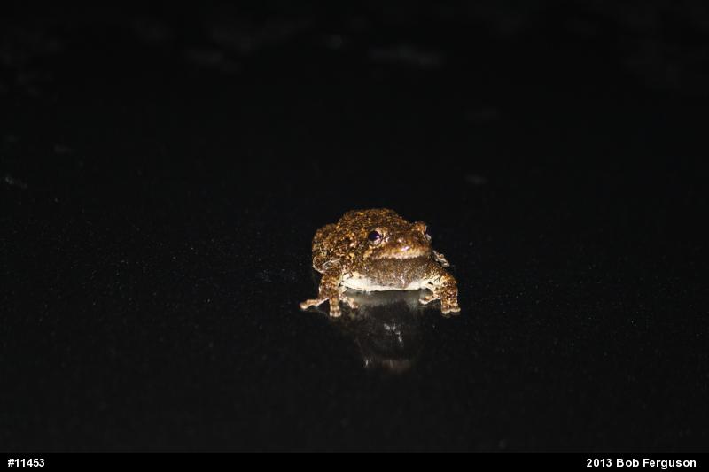 Gray Treefrog