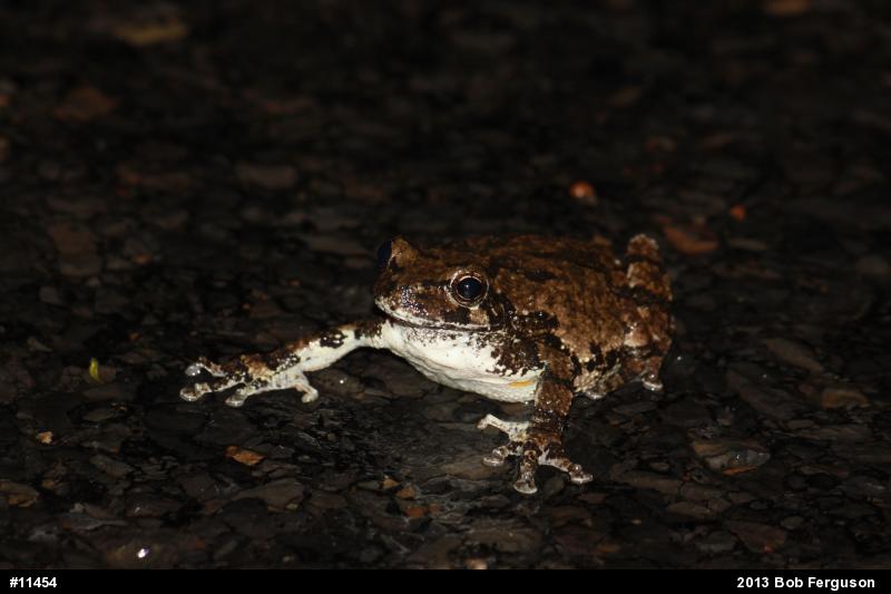 Gray Treefrog