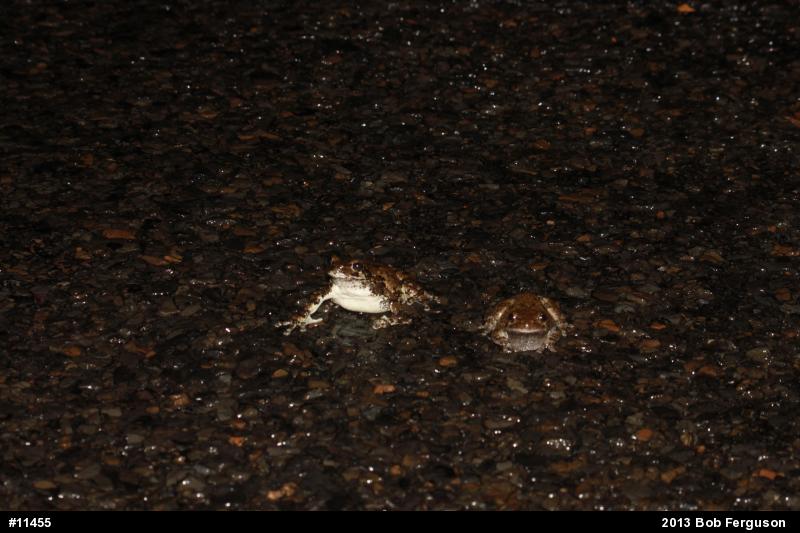 Gray Treefrog