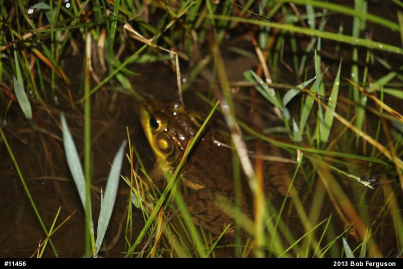 Green Frog