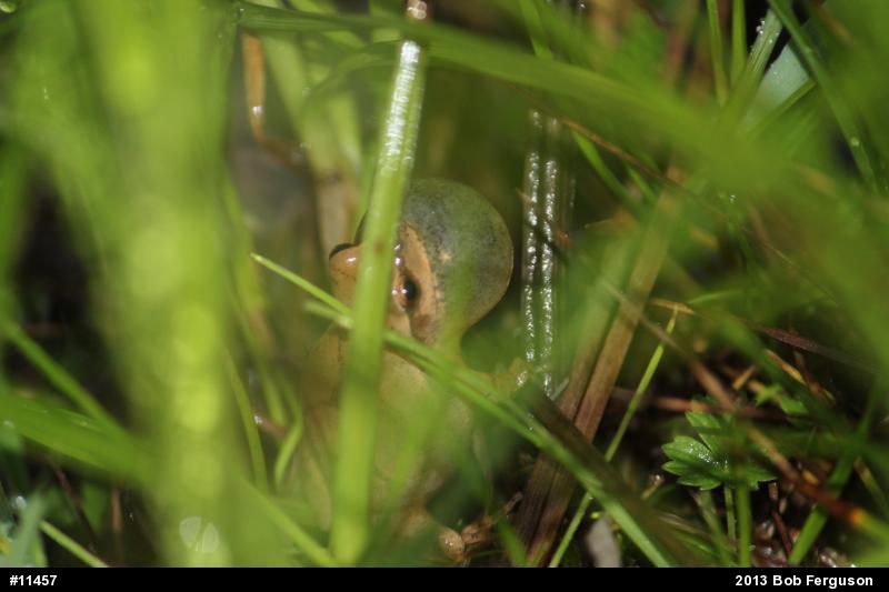 Spring Peeper