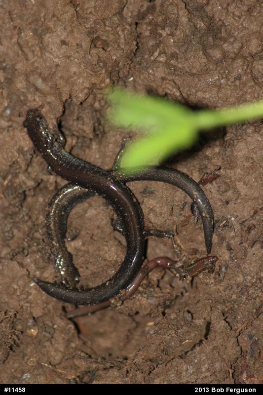 Eastern Red-backed  Salamander