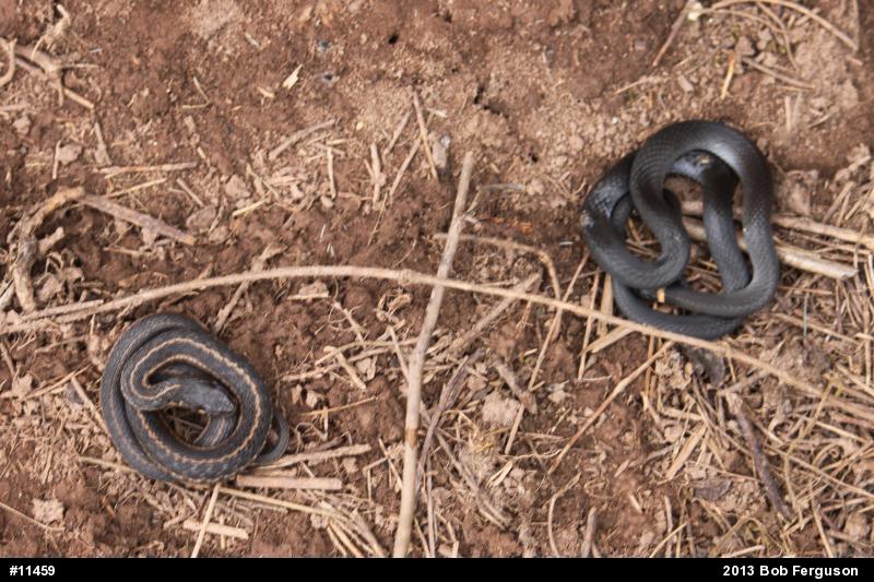 Northern Ring-necked Snake