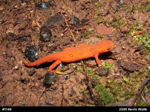 Red-spotted Newt