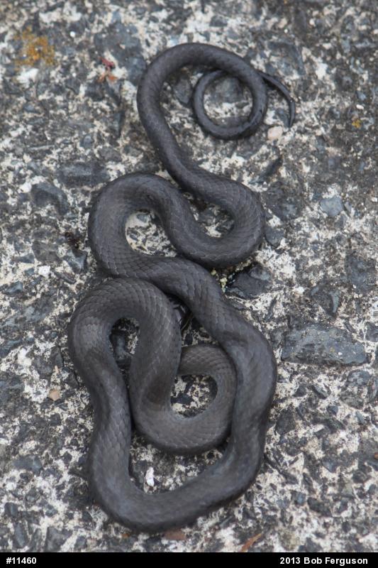 Northern Ring-necked Snake