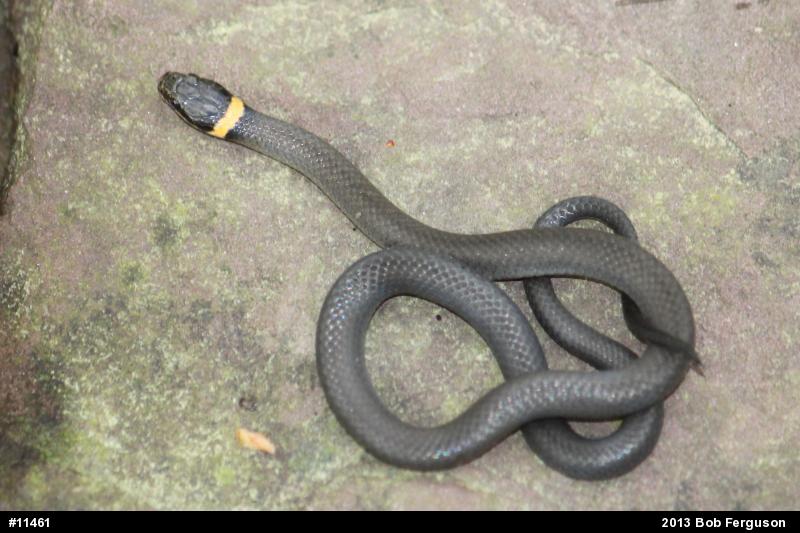 Northern Ring-necked Snake
