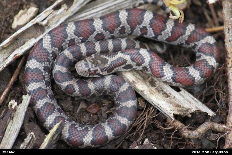 Eastern Milksnake