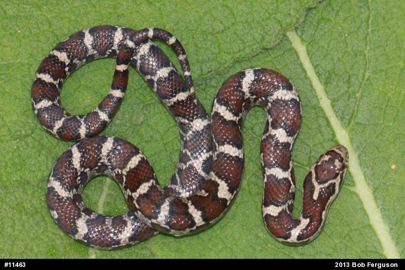 Eastern Milksnake