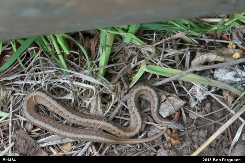 Dekay's Brownsnake