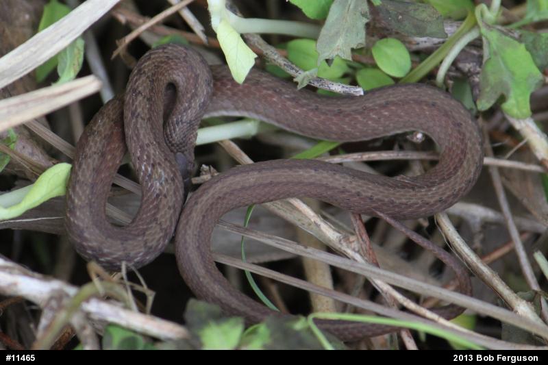 Dekay's Brownsnake