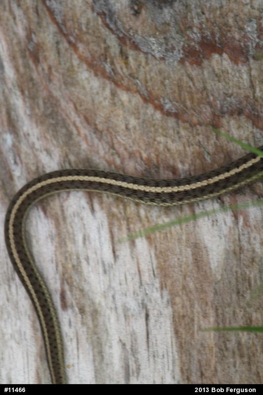 Eastern Gartersnake