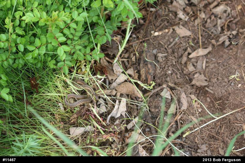 Eastern Gartersnake