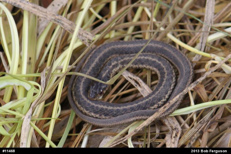 Eastern Gartersnake