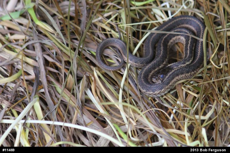 Eastern Gartersnake