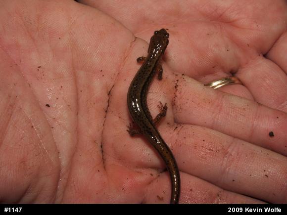 Northern Two-lined Salamander