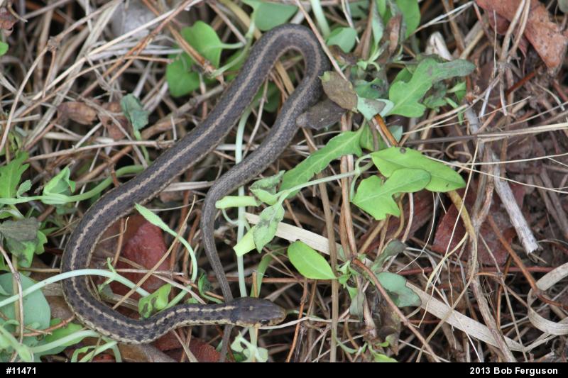 Eastern Gartersnake