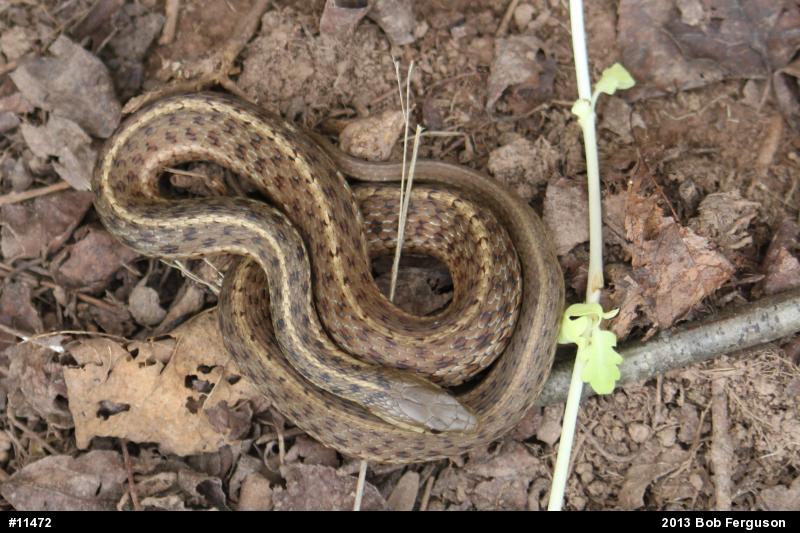 Eastern Gartersnake