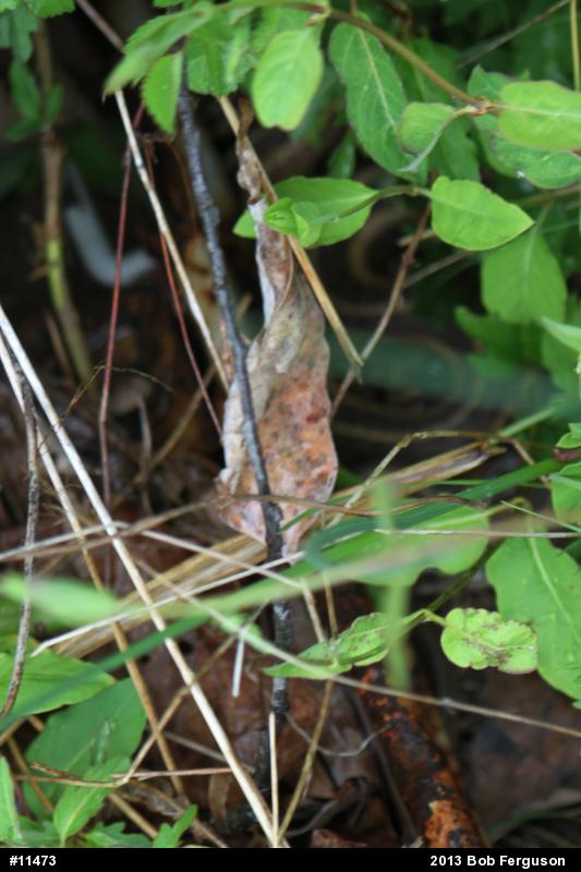 Eastern Gartersnake