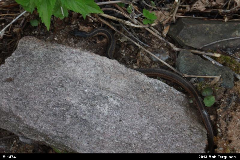 Eastern Gartersnake