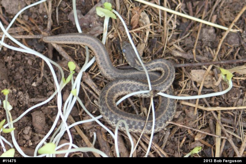 Eastern Gartersnake