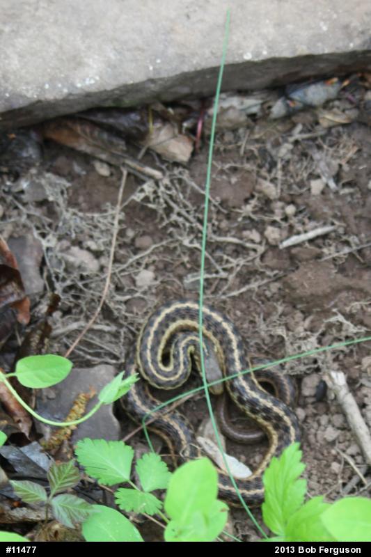 Eastern Gartersnake