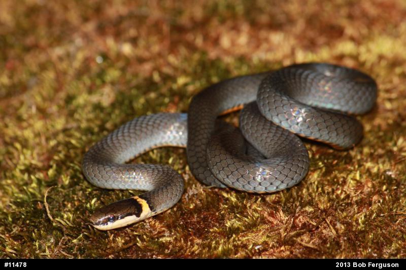 Northern Ring-necked Snake
