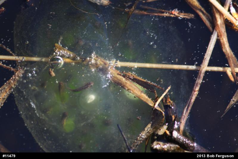 Spotted Salamander
