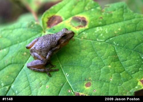Spring Peeper