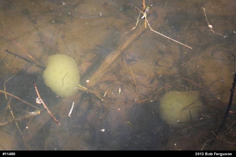Spotted Salamander