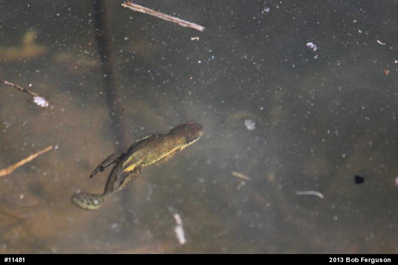 Red-spotted Newt
