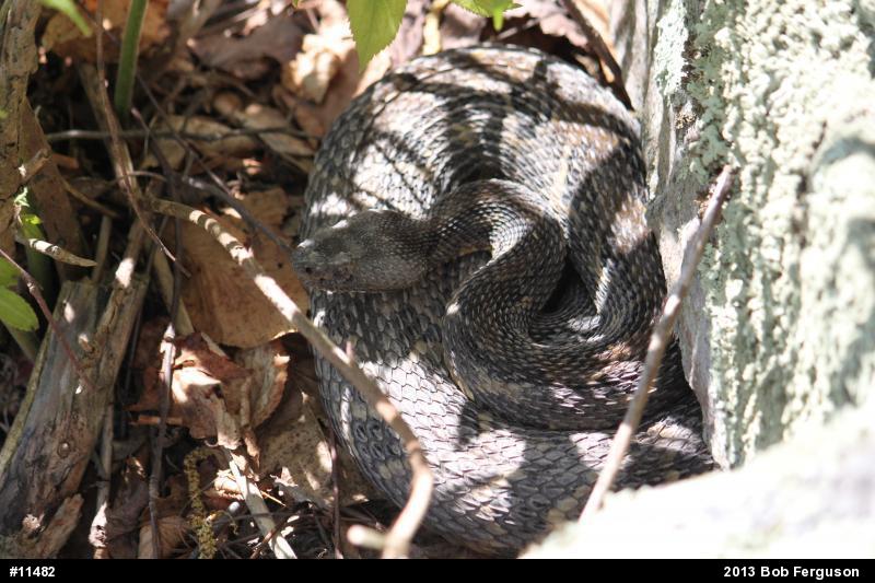 Timber Rattlesnake