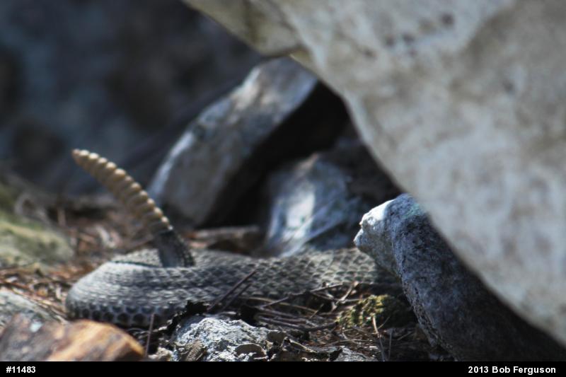 Timber Rattlesnake
