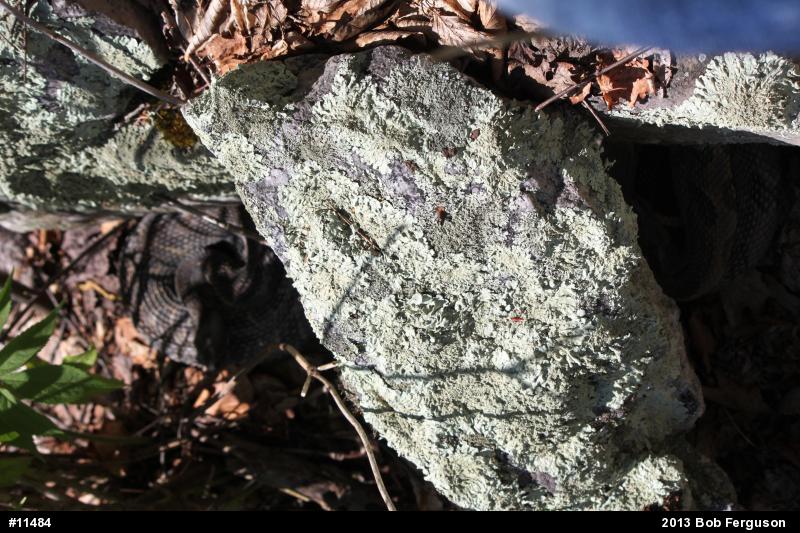 Timber Rattlesnake
