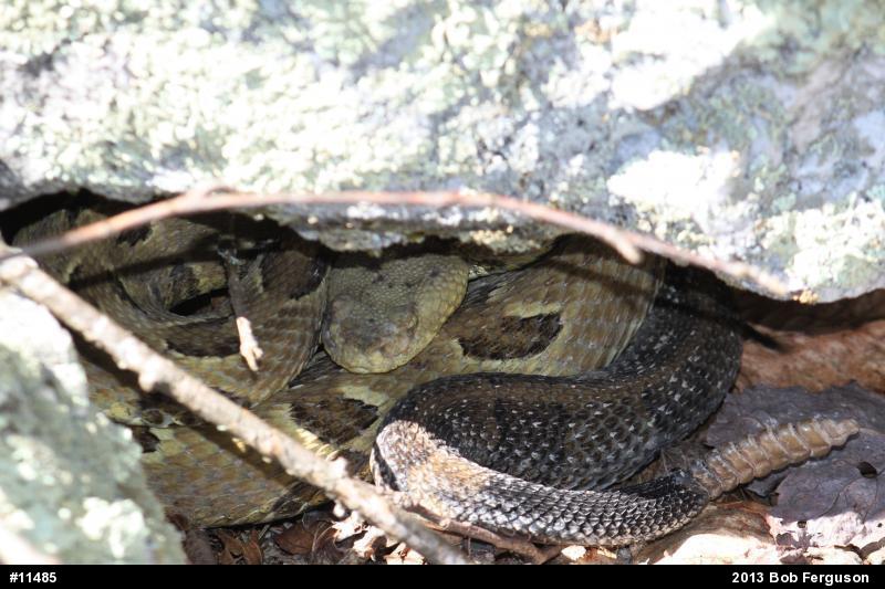 Timber Rattlesnake