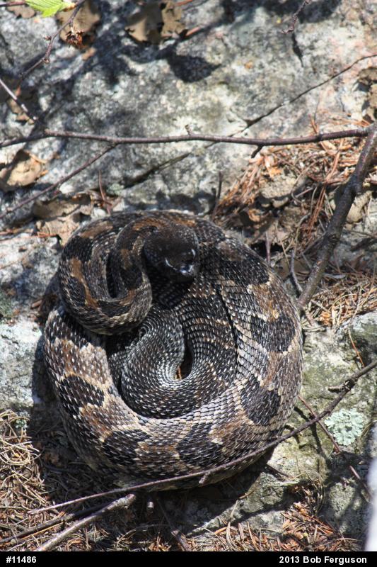 Timber Rattlesnake
