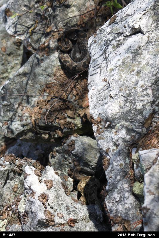 Timber Rattlesnake