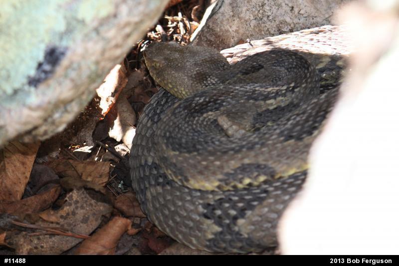 Timber Rattlesnake