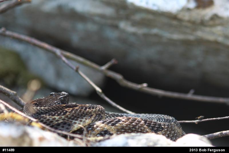Timber Rattlesnake