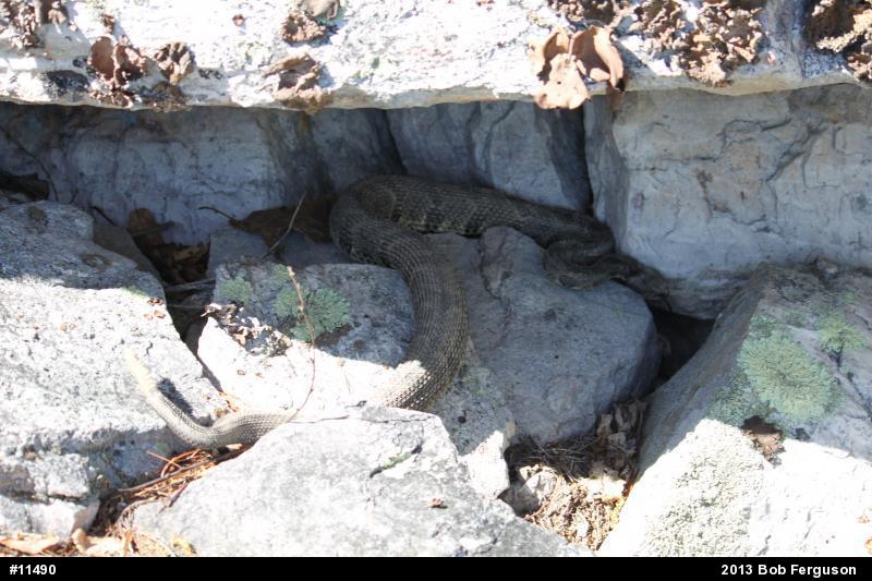 Timber Rattlesnake