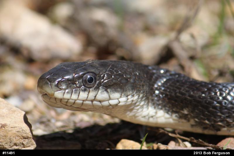 Eastern Ratsnake